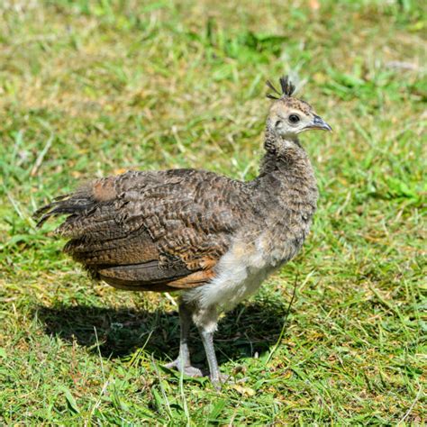 Royalty Free Peacock Baby Pictures, Images and Stock Photos - iStock