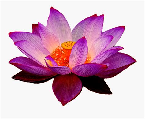 Purple Lotus Flower Png , Free Transparent Clipart - ClipartKey