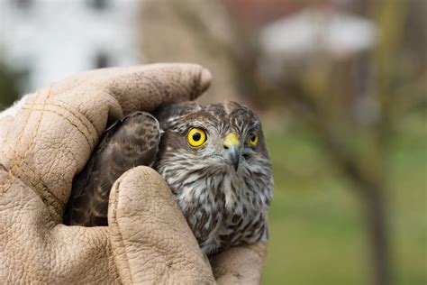 How To Take Care Of Injured Or Abandoned Birds (Dos & Don'ts)