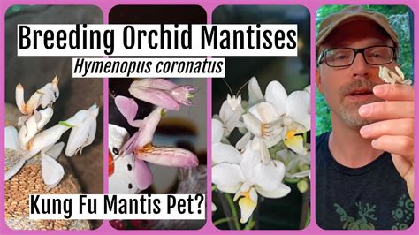 Pet Orchid Mantis Care Sheet Hymenopus coronatus Kung Fu Mantid #orchidmantis #petmantises # ...