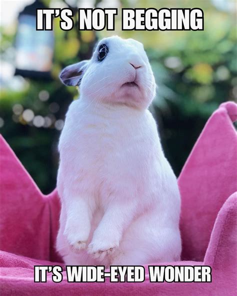 Cute Bunny Begging Bunnies Animal Memes