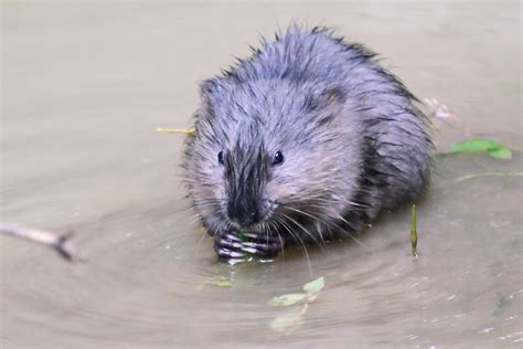 Baby Muskrat | Baby Muskrat at Wildwood Lake in Harrisburg, … | WabbyTwaxx | Flickr