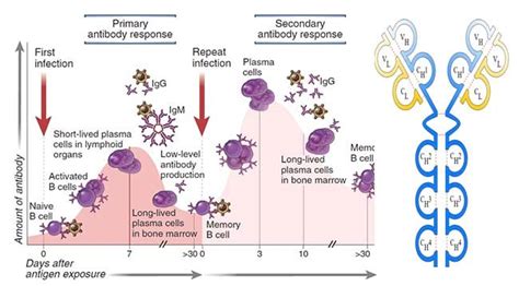 Primary vs Secondary Immune Response- 12 Differences