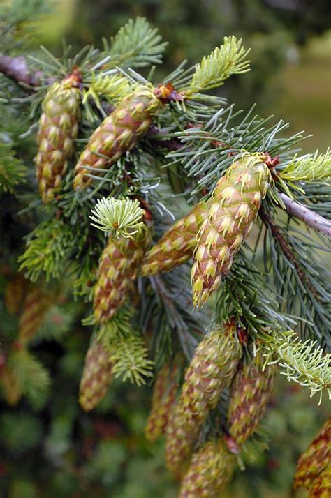 Douglas Fir Cones Photograph by Kaj R. Svensson