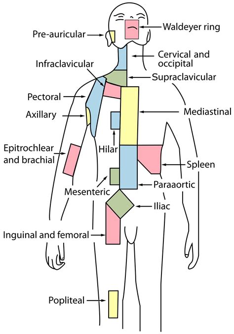 Lymph nodes surgery | General center | SteadyHealth.com