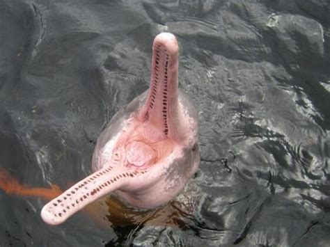 Pink River Dolphin Facts - Amazon River Dolphin Facts