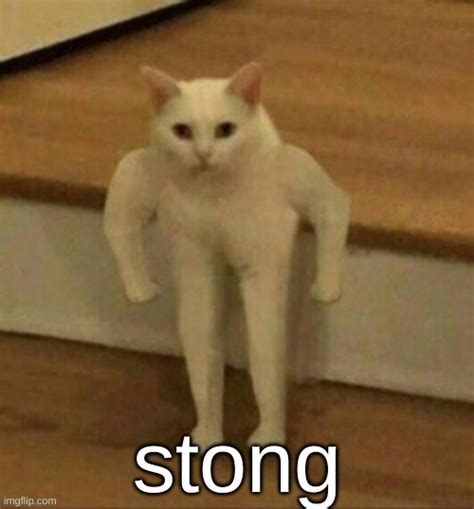 Strong Cat (Meme Template) - Imgflip