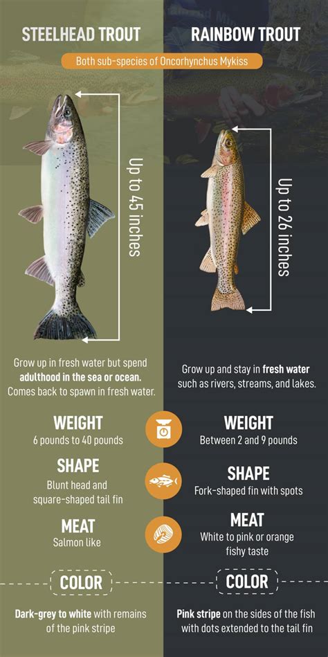 Rainbow trout vs steelhead: The best way to tell the difference – Trout ...