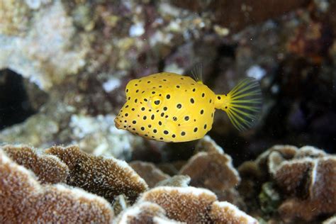 Yellow boxfish - 114e HK Reef Fish