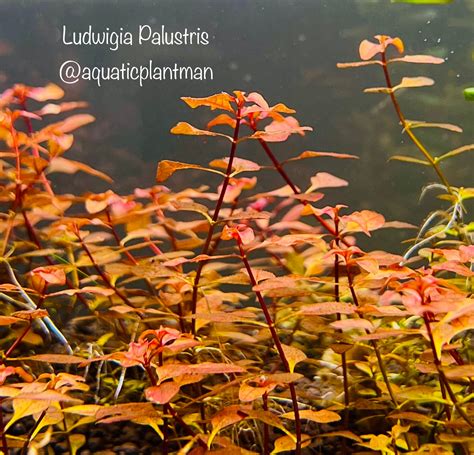 Ludwigia Palustris – Aquatic Plant Man