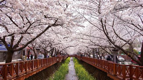 Beautiful in Pink! Merayakan Festival Bunga Sakura di Jepang dan Korea ...