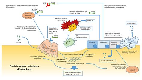 Cancers | Free Full-Text | Radium-223 Treatment of Patients with Metastatic Castration Resistant ...