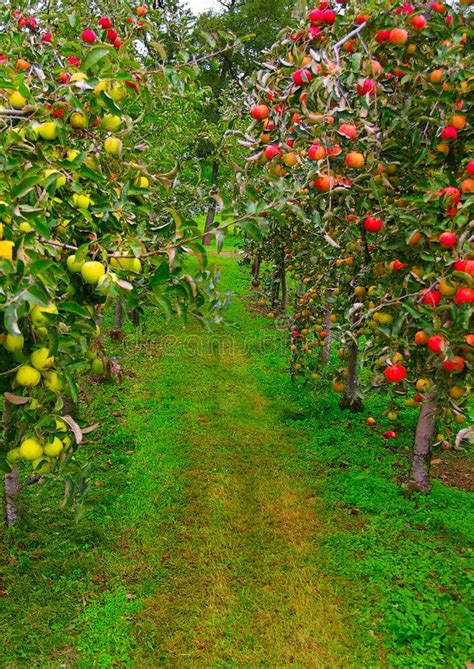 Apple path. Apple orchard with red and green apples , #spon, #orchard, #path, #Apple, #apples, # ...