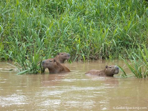 Wildlife in the Tambopata National Reserve