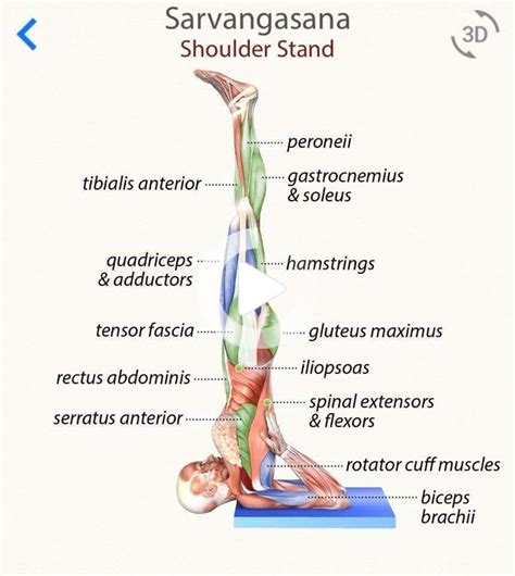 Shoulder Stand Benefits Yoga