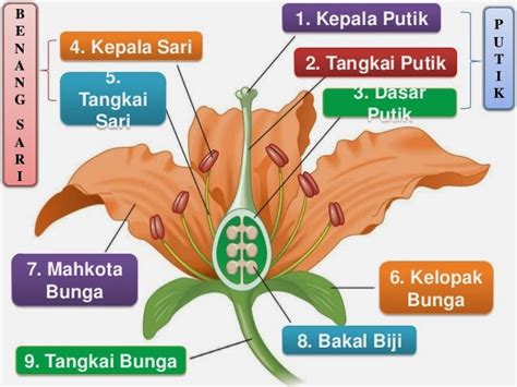 Putik, Bakal buah dan Tembuni.