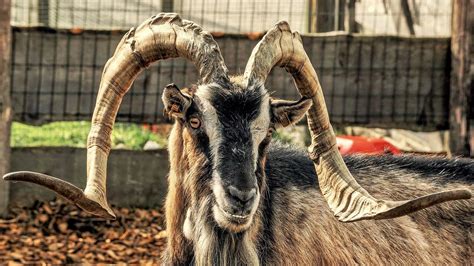 Free Image on Pixabay - Goat, Mountain Goat, Horns, Alpine in 2021 | Goats, Mountain goat ...