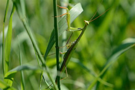 European Mantis Facts, Pictures & In-Depth Information.