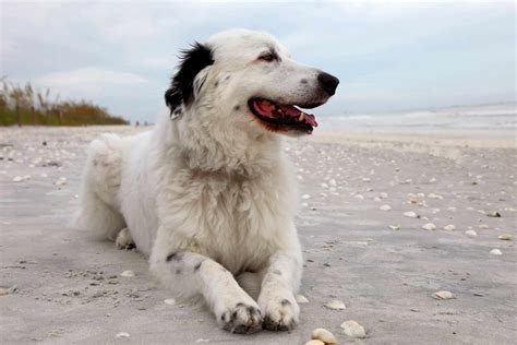 List Of Popular Great Pyrenees Mixes With Pictures | atelier-yuwa.ciao.jp