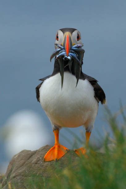 Best Atlantic Puffin Eating Fish Stock Photos, Pictures & Royalty-Free ...