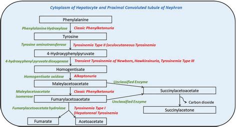 Tyrosine catabolism and various defects of tyrosine metabolism ...