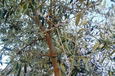 Olive Tree Pruning - Wikifarmer