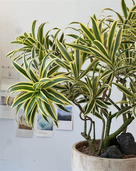 Dracaena Reflexa: Plant Care & Growing | Plantcarefully