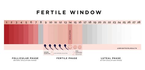 Fertile Window: How Long Does Ovulation Last? | Fertility2Family | Australia