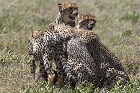 Female cheetah with four cubs feeding - Stock Image - C054/7342 ...