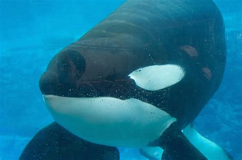 SeaWorld's Orca Tilikum Has Died And People Have Strong Feelings About It