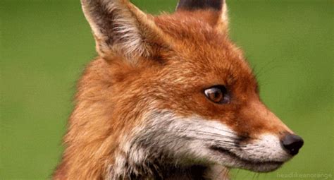 Red Fox GIF by Head Like an Orange - Find & Share on GIPHY