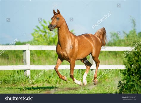 7,524 Chestnut Arabian Horse Images, Stock Photos & Vectors | Shutterstock