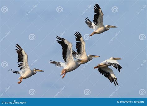 Group of Great Pelicans in Flight Stock Photo - Image of fauna, nature ...