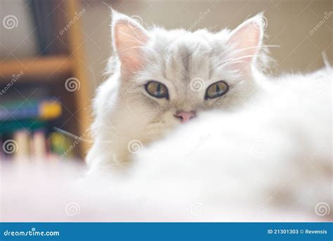 Chinchilla cat stock image. Image of pretty, play, adorable - 21301303