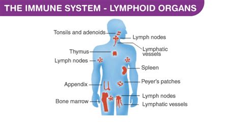 Immunity - Explore About Immunity And Immune System