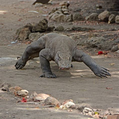 Komodo Dragon Blood : New Antibiotic? - The Ultimate Sea Safari sailing Eastern Indonesia