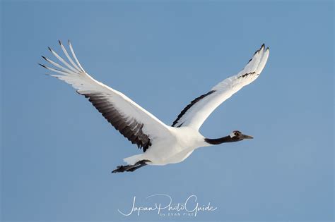 2018 Winter Wildlife Tour of Japan | Japanese Red Crowned Cranes ...