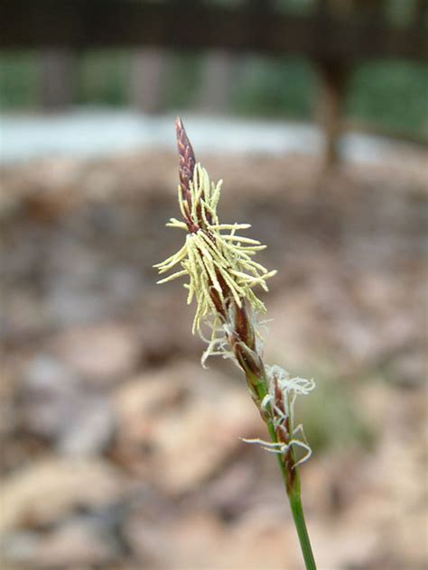 Carex pensylvanica - Jersey-Friendly Yards