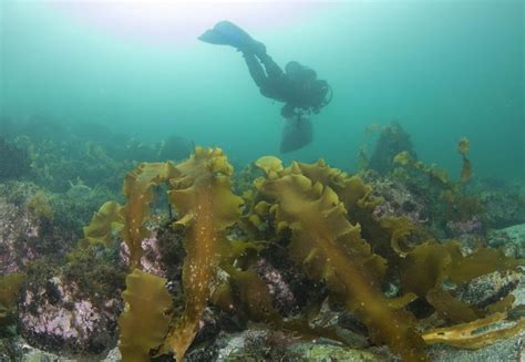 Diving around kelp beds. (Photo: D. Bailey & P. Caiger) | Download Scientific Diagram