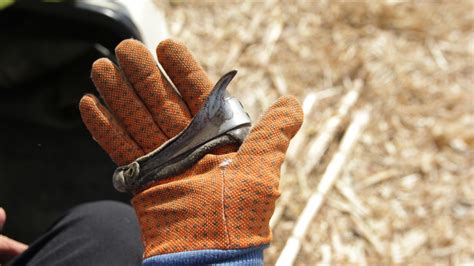 Once A Year, Farmers Go Back To Picking Corn By Hand — For Fun : The ...