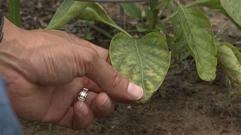 Why Are The Leaves Falling Off My Jalapeno Plant at Rose Potter blog