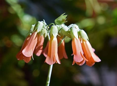 Mother of Thousands Plant Care: Grow Kalanchoe daigremontiana Indoors