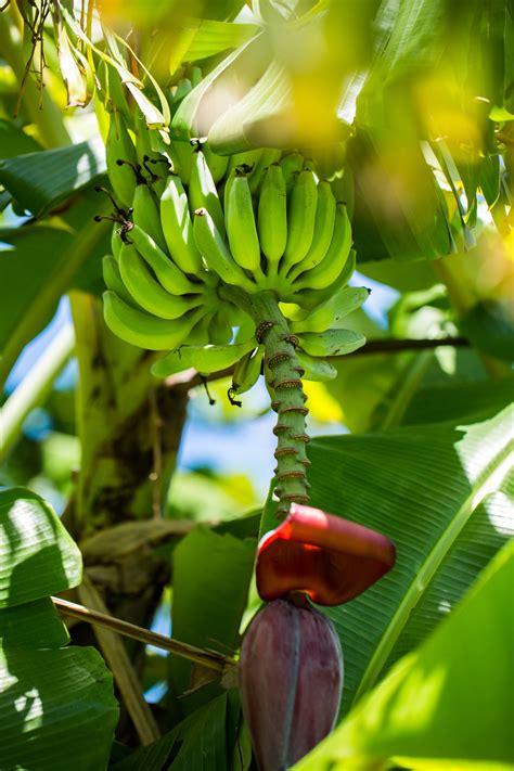 Care of Banana Trees in Winter-Learn to Protect Your Tree