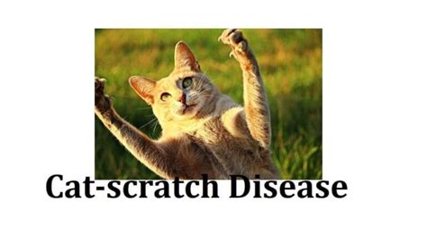 Cat-scratch Disease: 7 Symptoms, Causes, Diagnosis, Prevention, Treatment, And When To See A ...