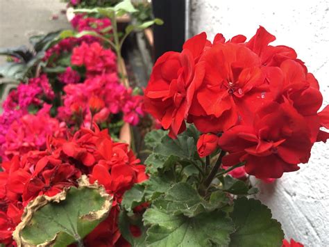 Geraniums Will Look Better Later In The Season If They're Given A ...