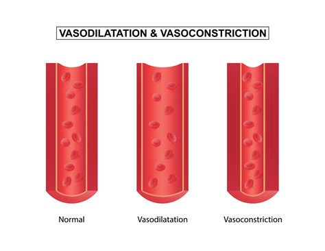 Normal, vasodilation and vasoconstriction blood vessel, vector ...