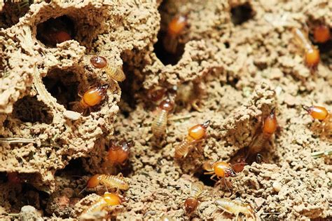 Everything You Need to Know About Termite Swarming