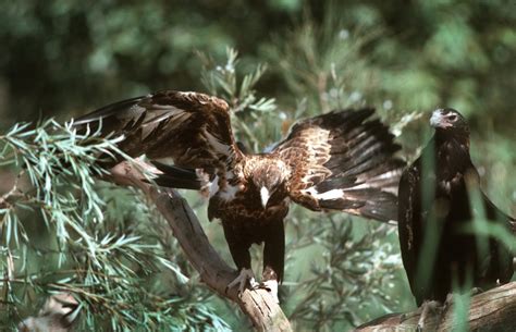 Wedge-tailed Eagle - The Australian Museum