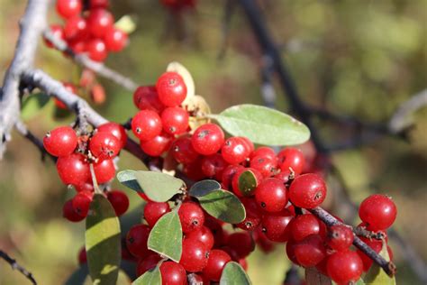 Soapberry | Green Admiral Nature Restoration