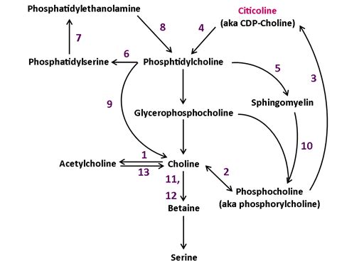 The metabolic pathways to choline synthesis. Which nootropic choline ...